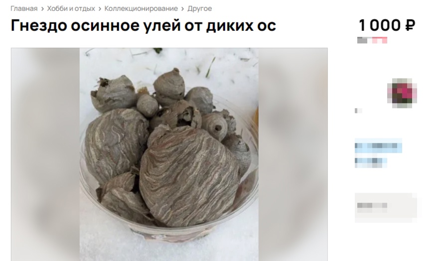 Следы опасных насекомых предлагают костромским фирмам для процветания