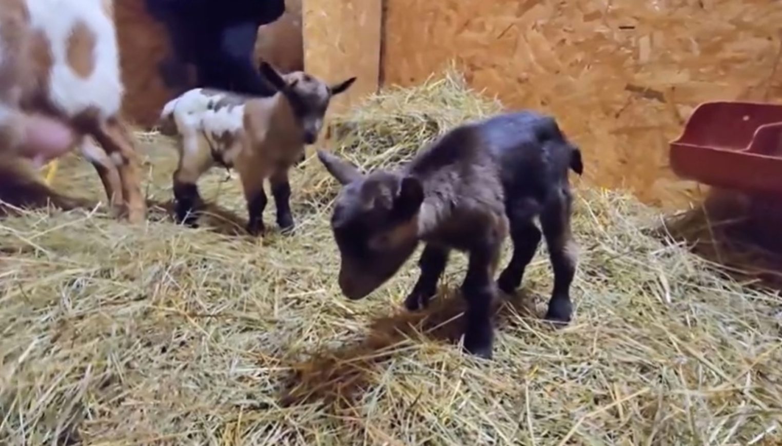 Гонка имен для новорожденных козочек в альпака-парке полна сюрпризов