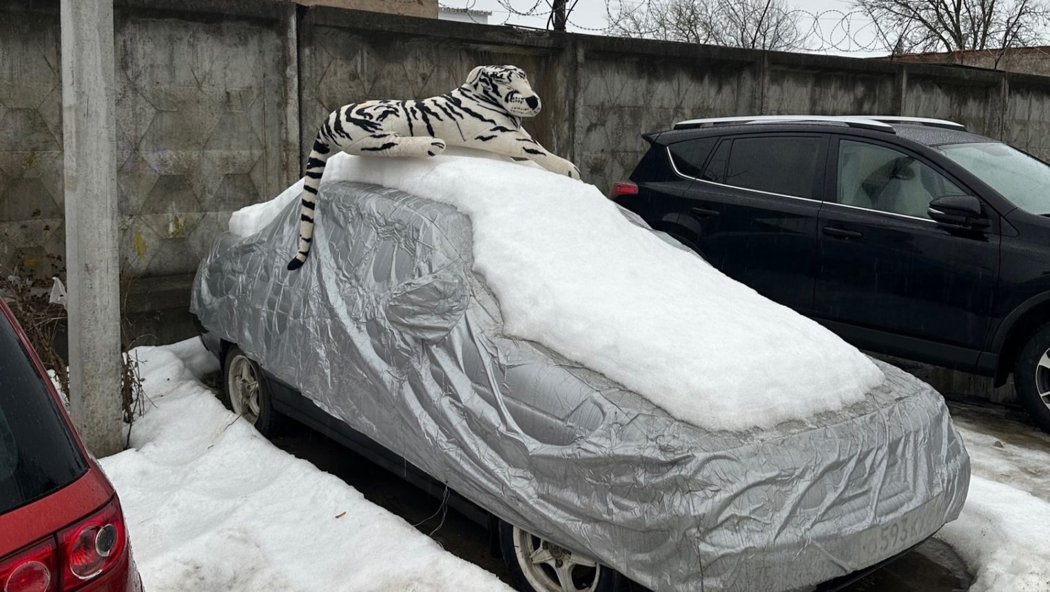 Житель Костромы поставил белого тигра для охраны своей машины