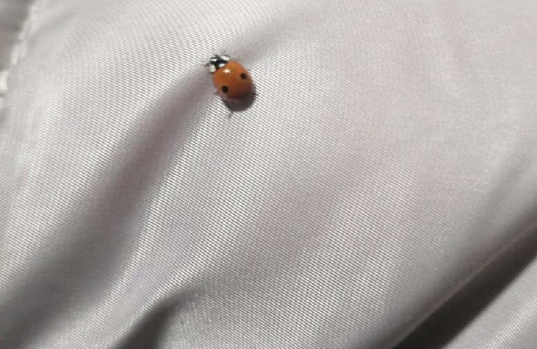 В Костроме проснулись божьи коровки