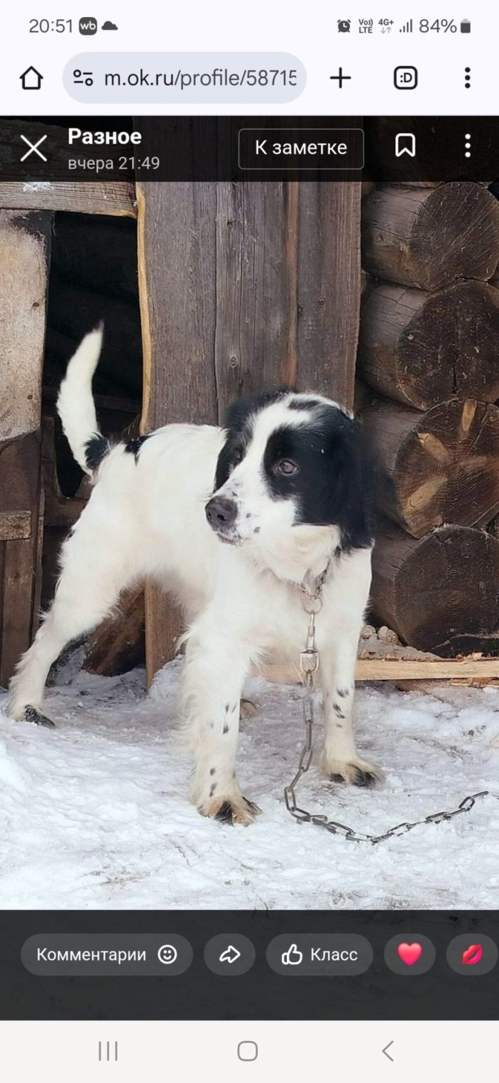 Потерявший хозяйку спаниель ждет костромичей с добрым сердцем