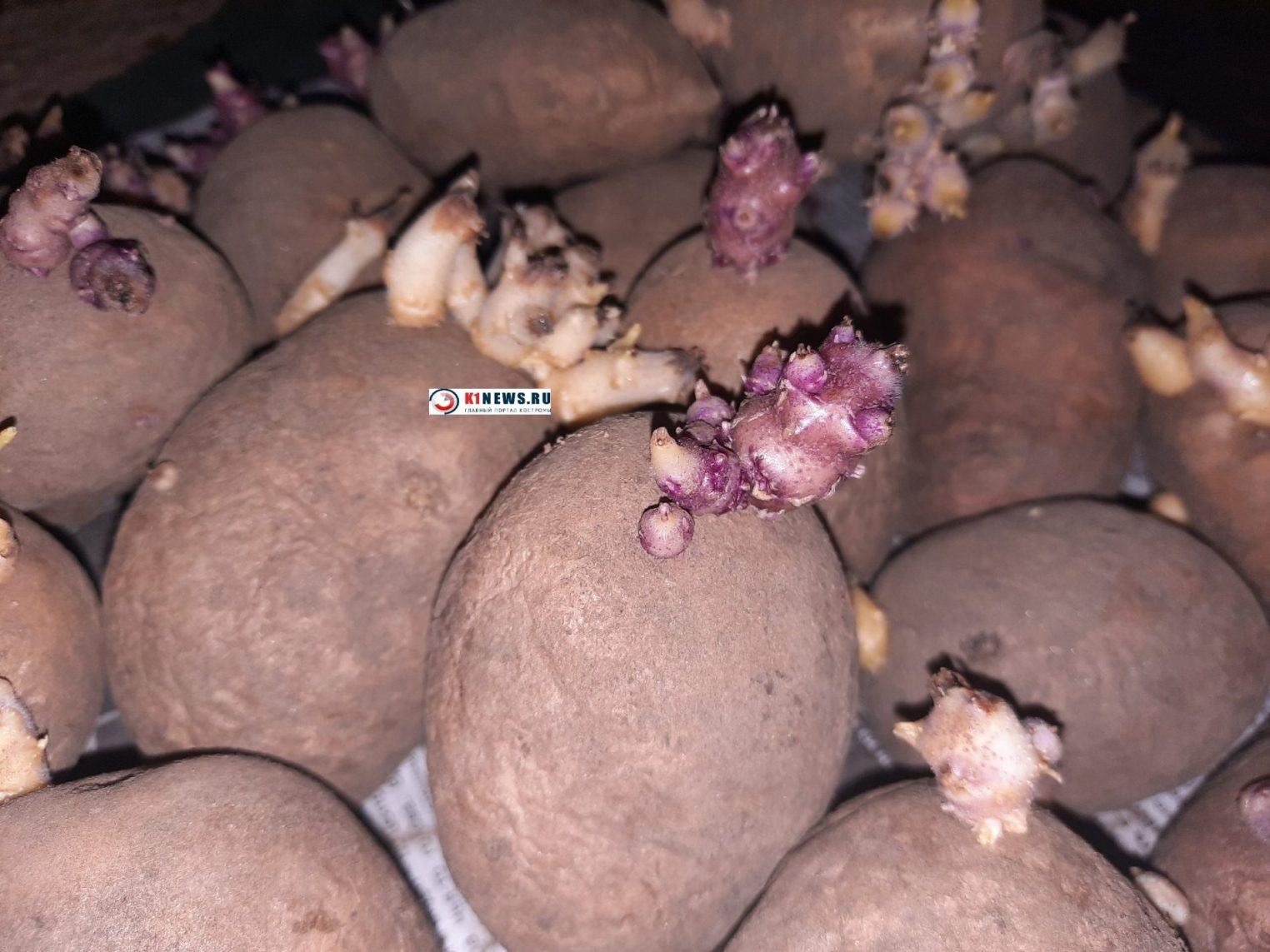 С посадкой картошки костромичам лучше подождать