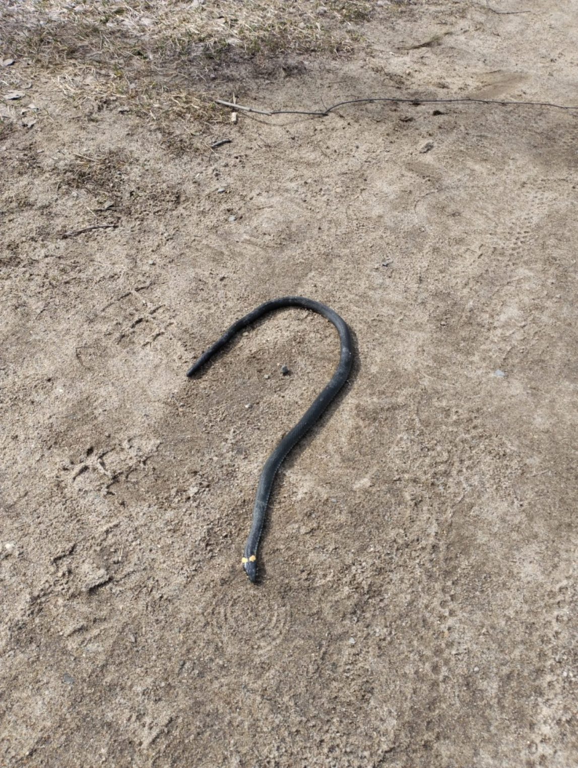 Скользкие твари заполонили Кострому и окрестности