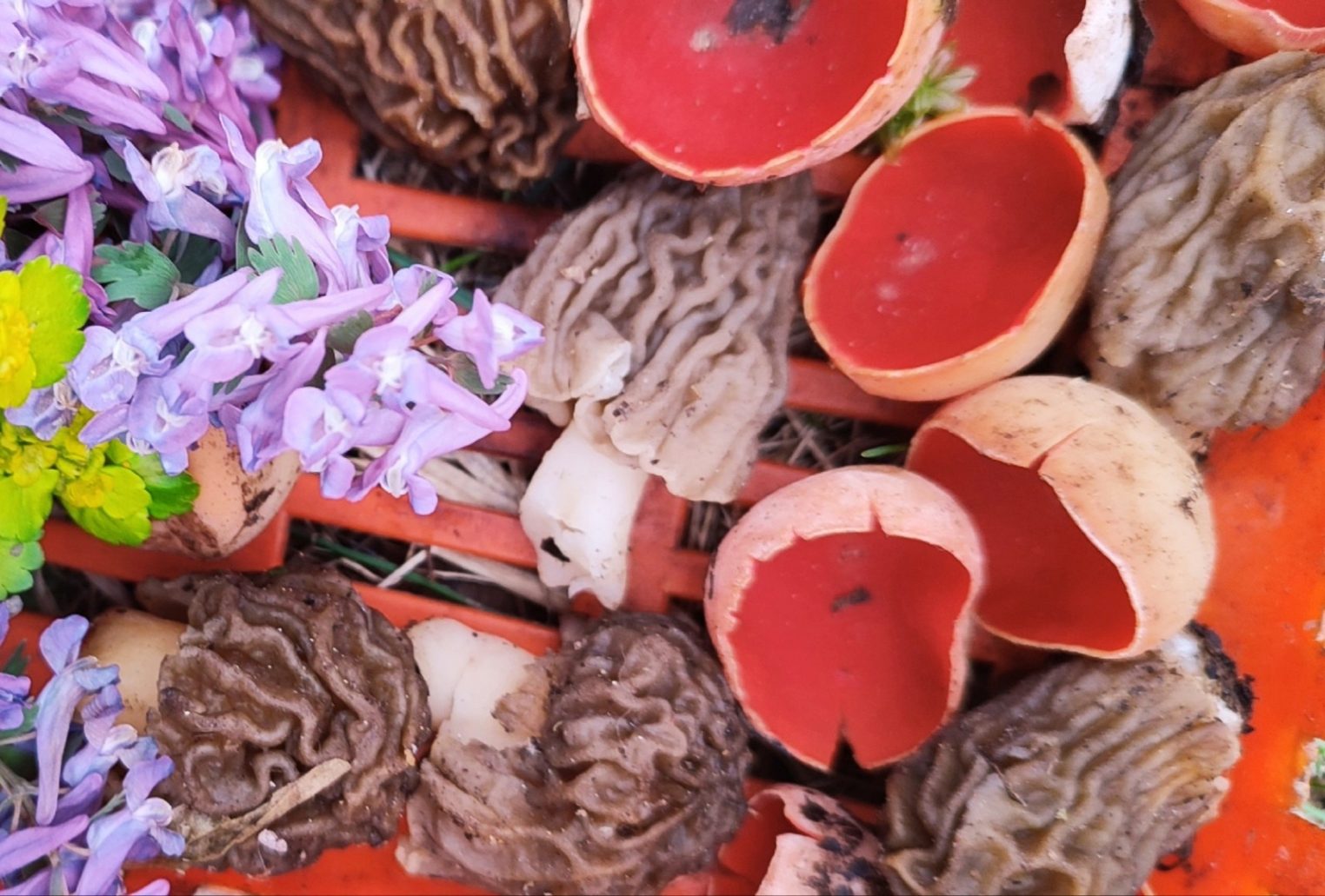 В лесах Костромы появились эльфовые чаши