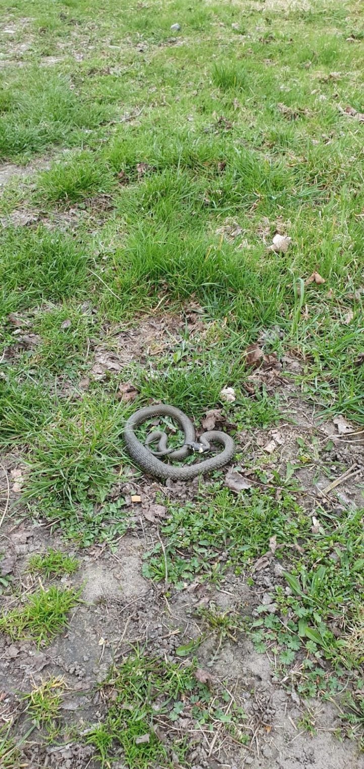 Скользкие твари заполонили Кострому и окрестности