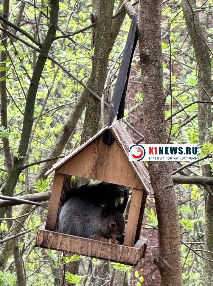 Белки все чаще стали являться костромичам в неожиданных местах