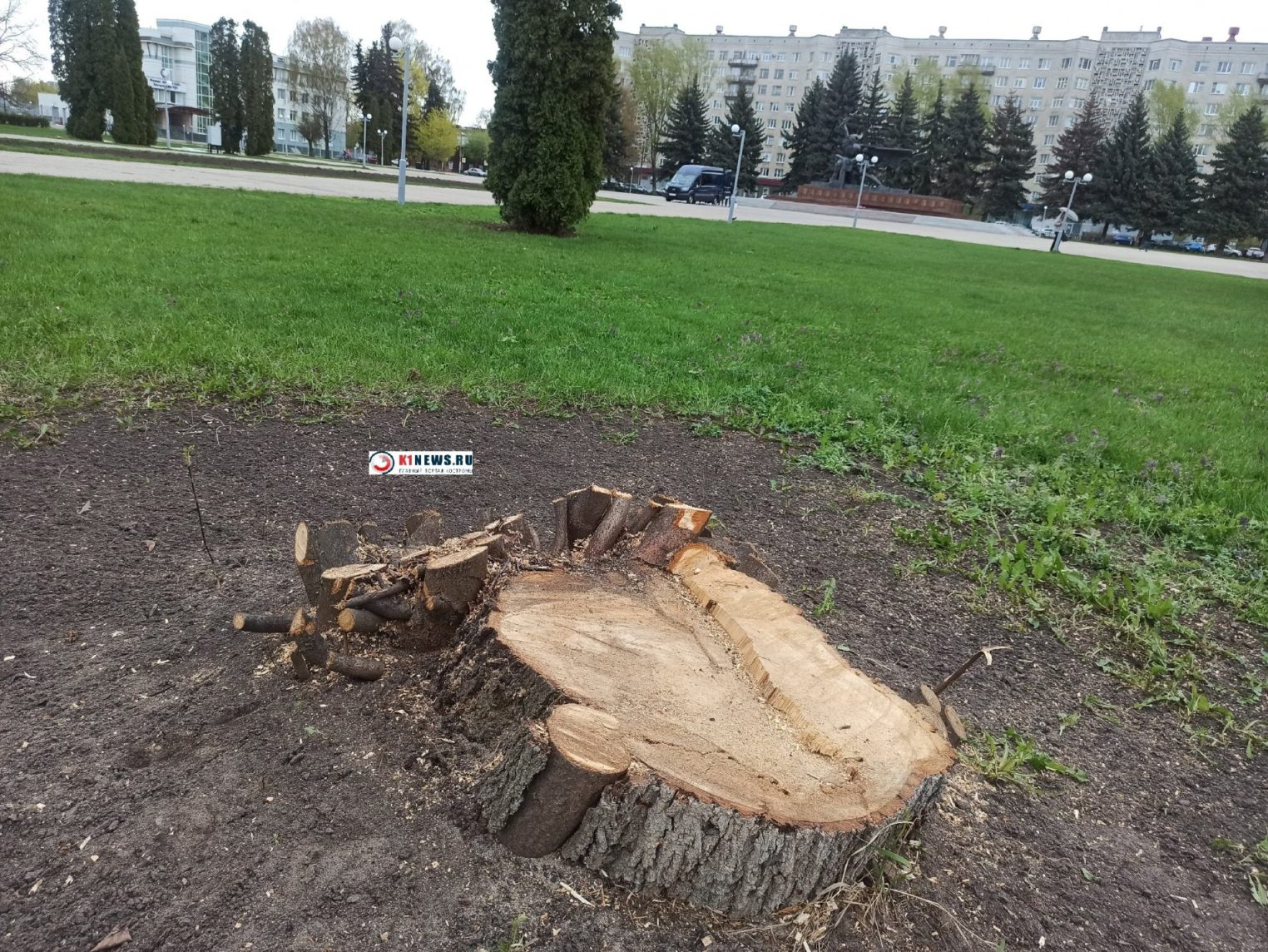 Улицы Костромы засаживают туями и ивами