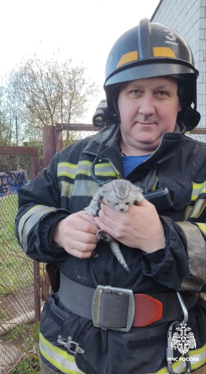 Костромские пожарные вынесли двух котят из горящей заброшки