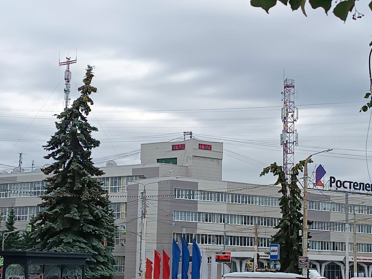 Вечнозеленые деревья в центре Костромы начали желтеть и осыпаться