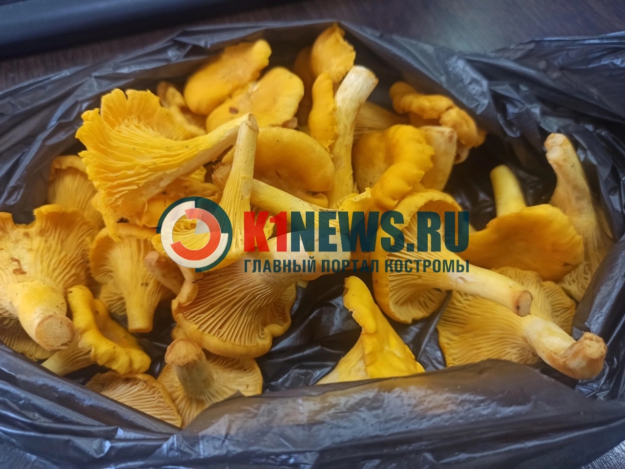 После дождичка в четверг костромичи собираются за грибами