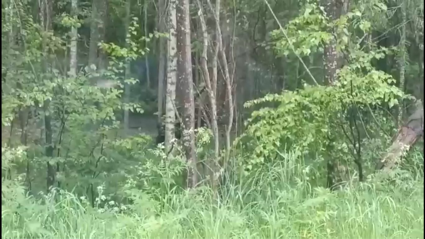 Костромские ведьмы паркуют самокаты прямо на деревьях