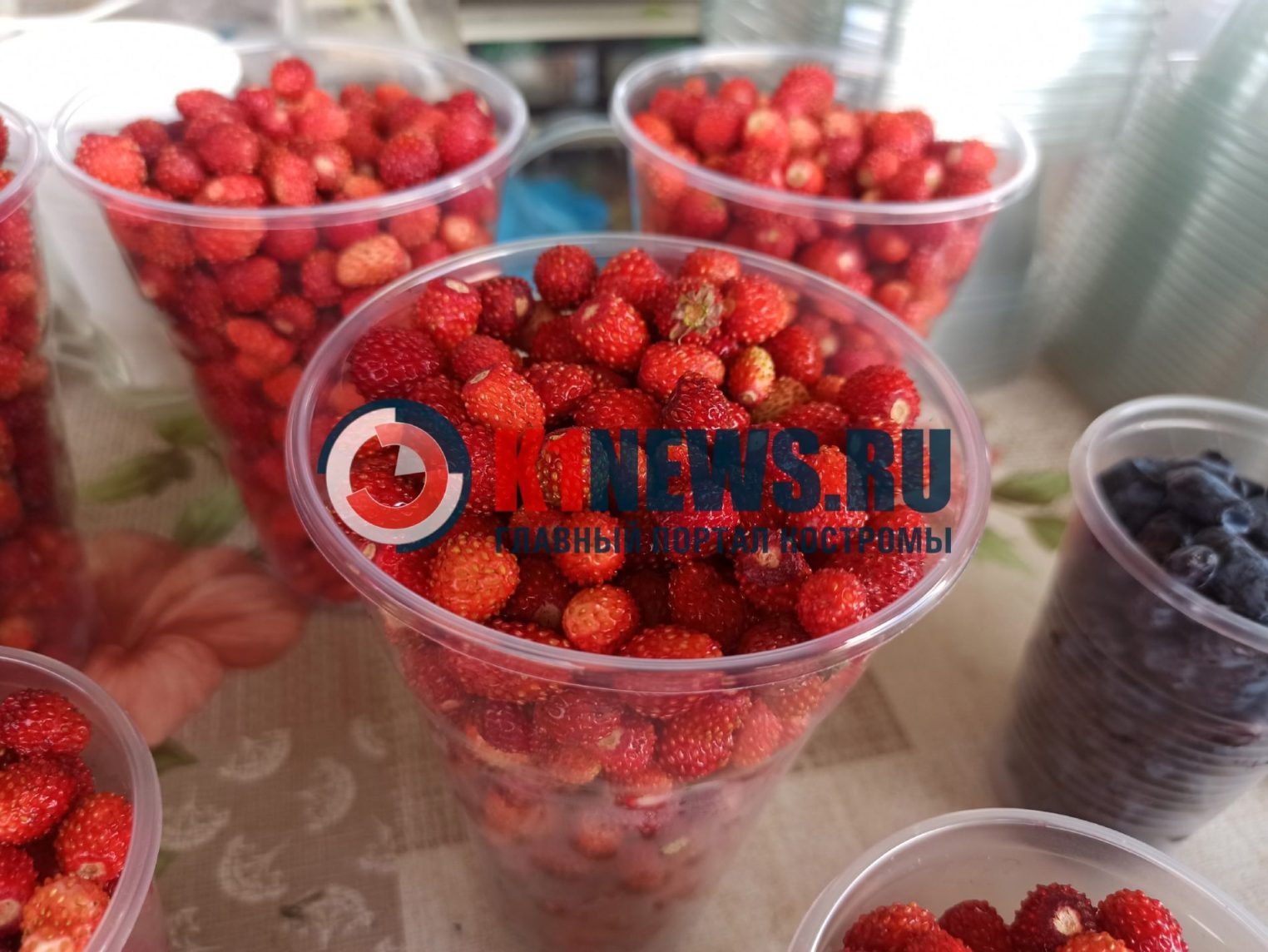 Лесную землянику в Костроме продают по безумной цене