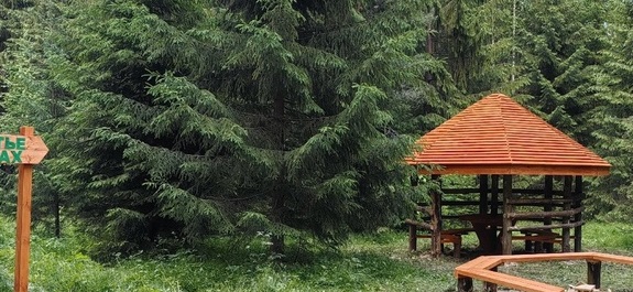 Костромичам рассказали, где находятся самые красивые лесные зоны отдыха