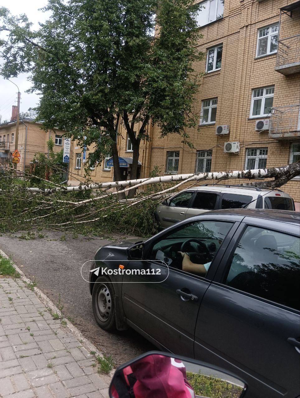 Ветер валит деревья на машины в разных районах Костромы