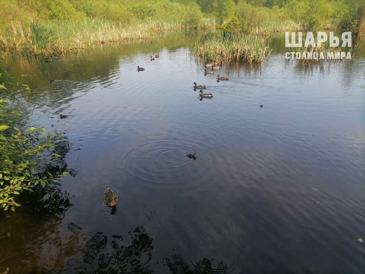Многодетные семьи обосновались на пруду в костромском райцентре