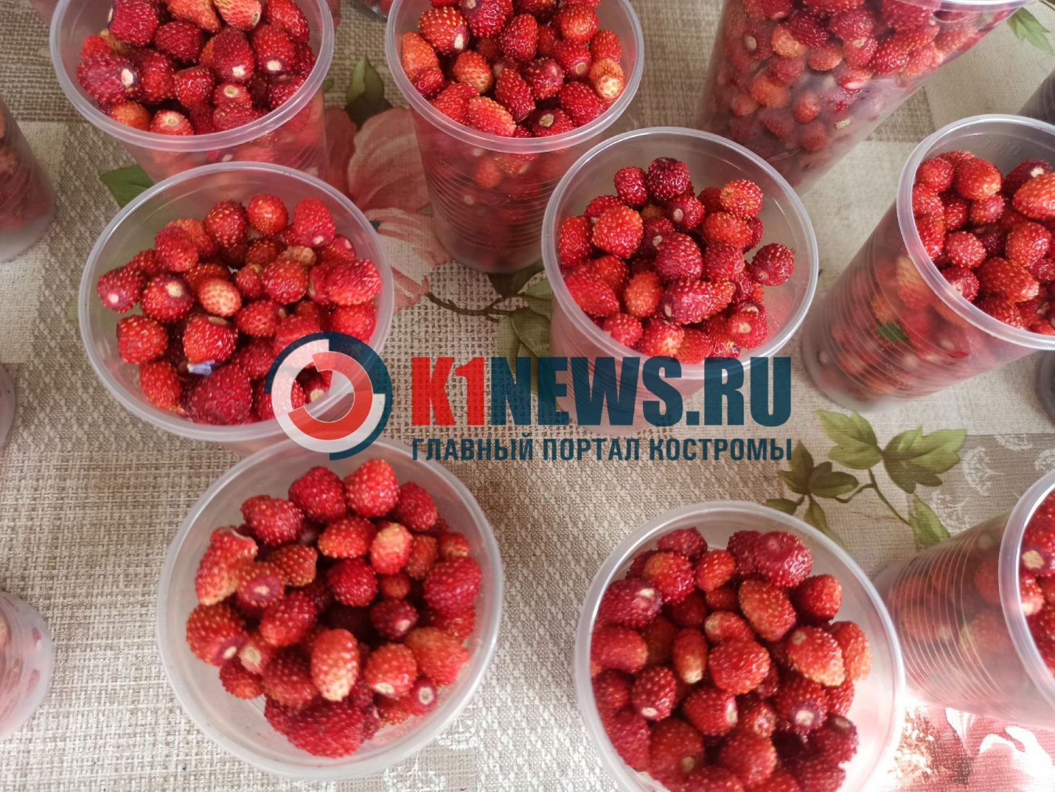 Лесную землянику в Костроме продают по безумной цене