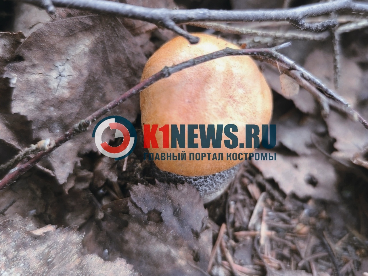 После дождичка в четверг костромичи собираются за грибами