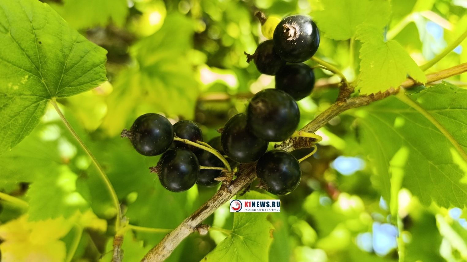 Банда смородиновых рейдеров объявилась в Костромском районе