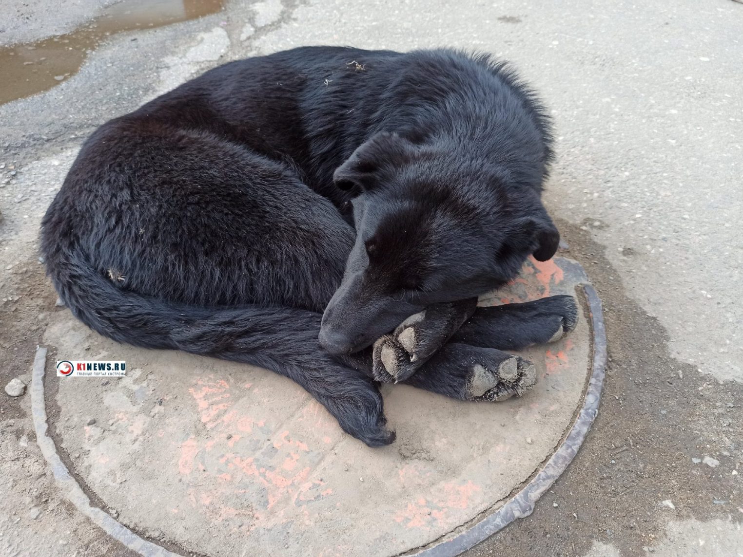 Костромичам запретят подкармливать бездомных собак