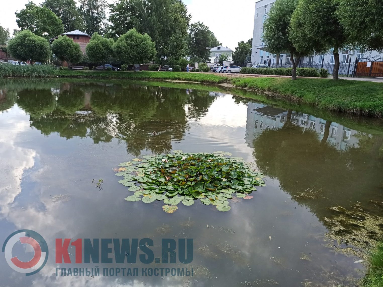 На костромском пруду поселились нежные нимфеи