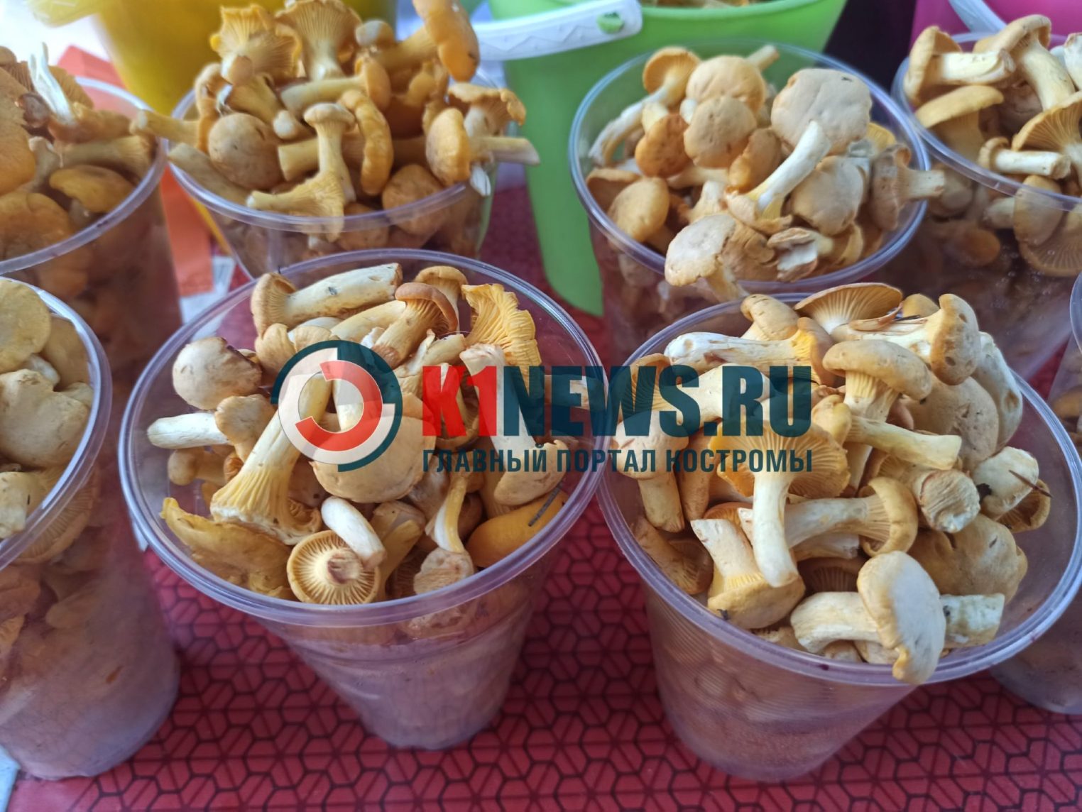 Грибы из ведьминых кругов продают на рынке Костромы