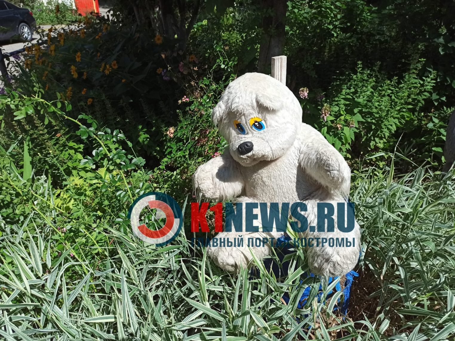 В костромском дворе обнаружили медведей