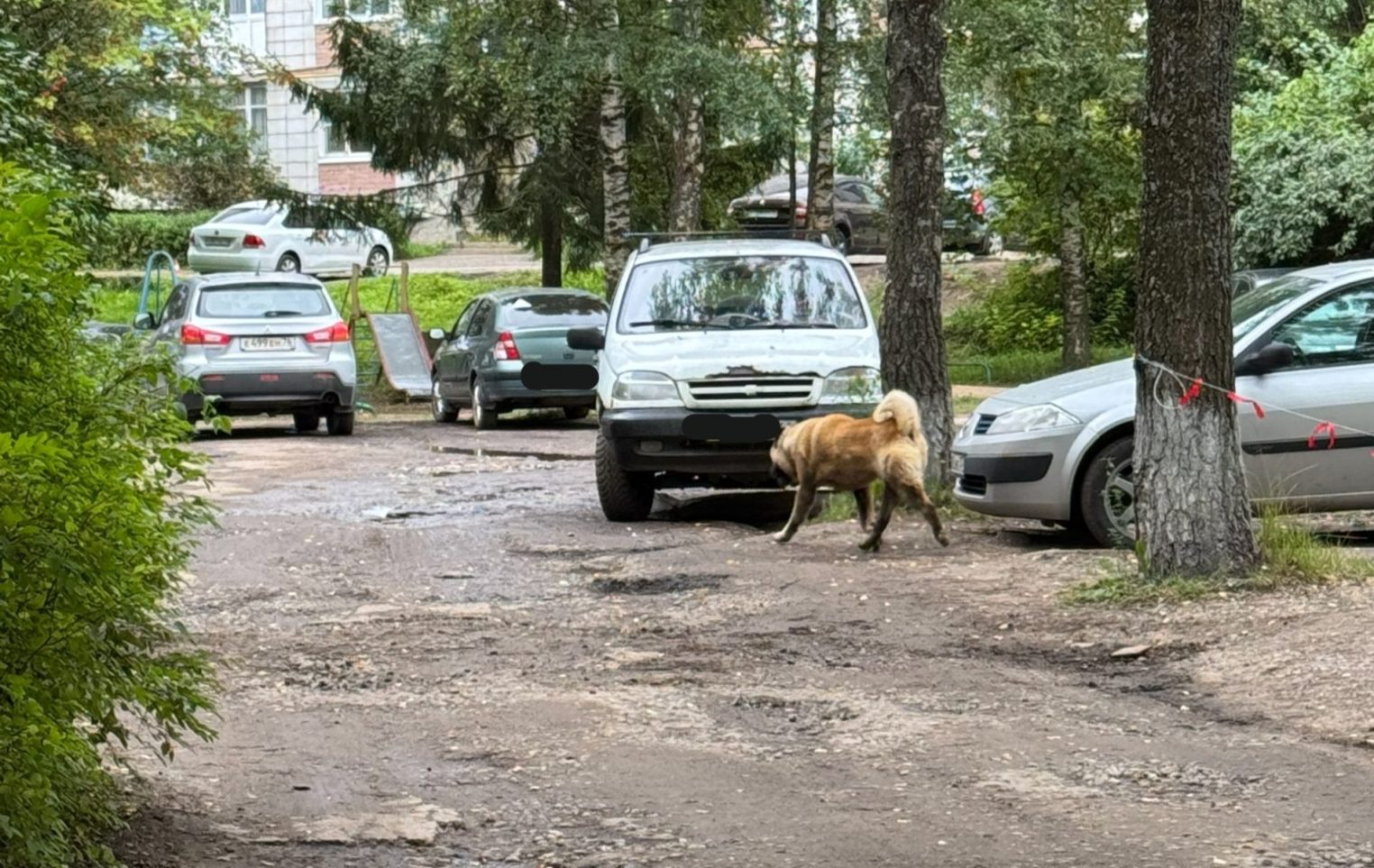 Домашний пес едва не растерзал сородича на глазах малышей
