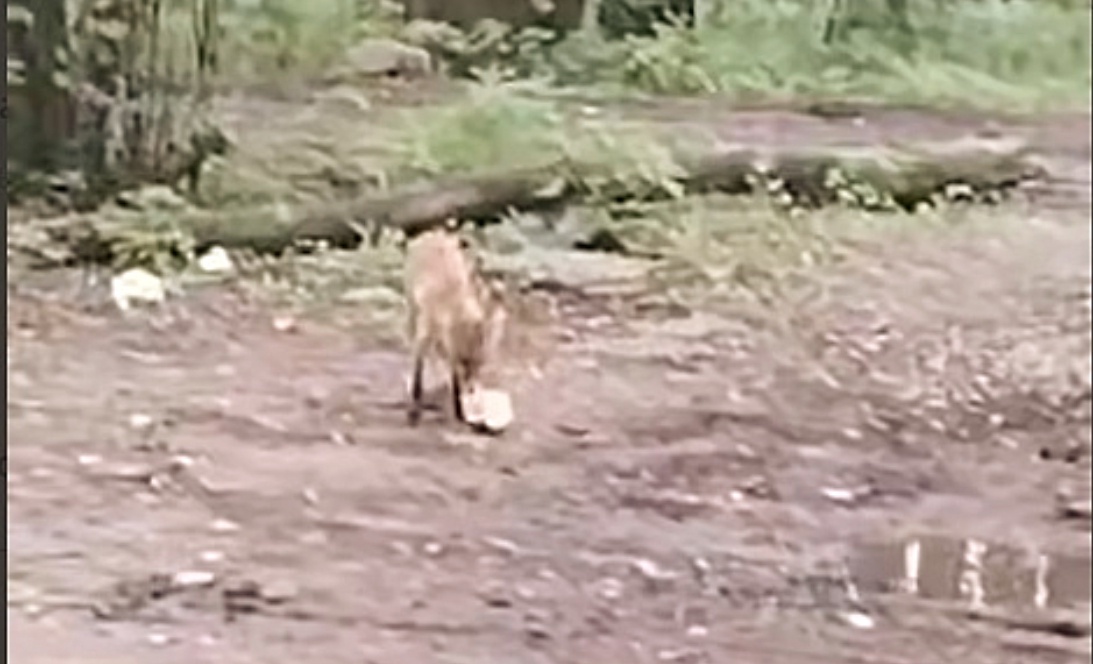 Дикие лисы вытесняют костромичей из городского парка