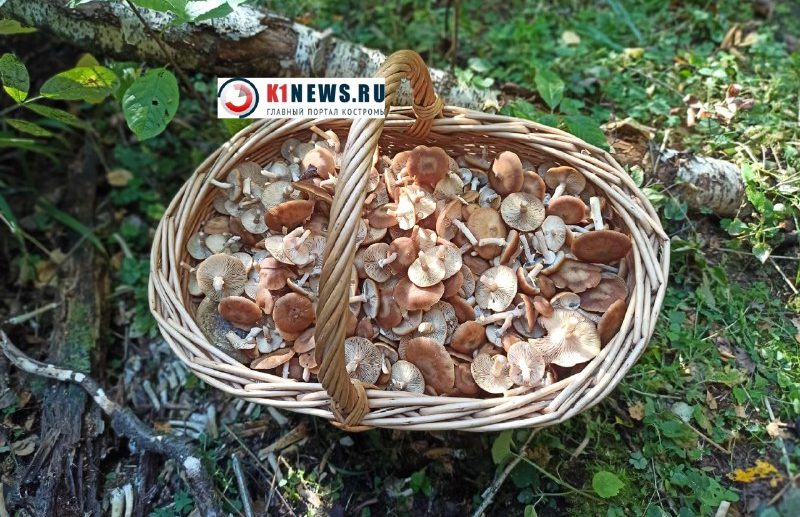 Двух грибников искали в костромских лесах всю ночь