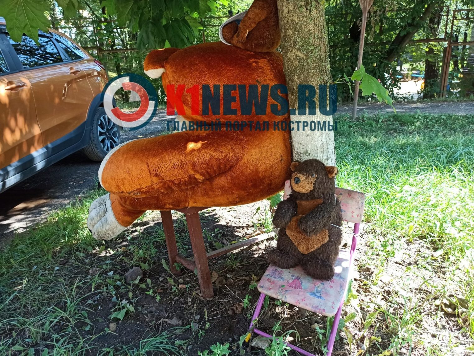 В костромском дворе обнаружили медведей