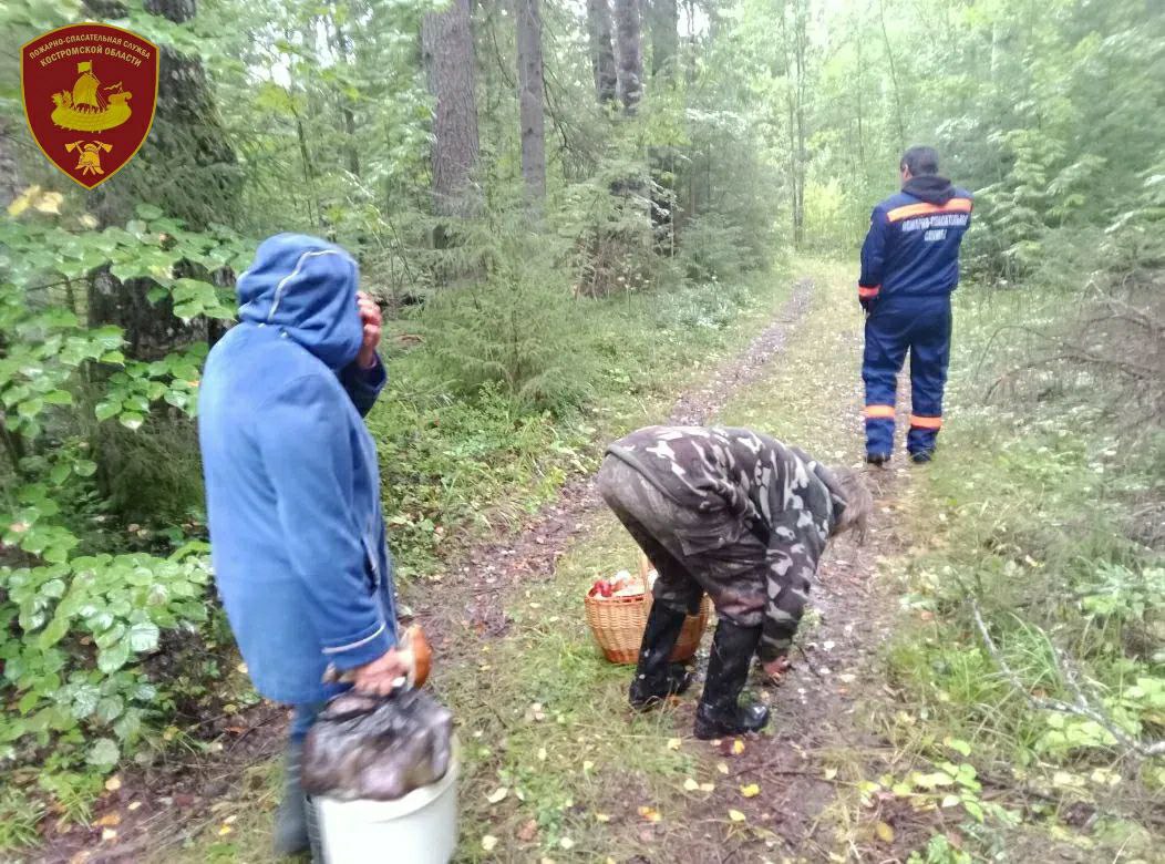 Костромские спасатели отыскали женщин, заплутавших в чаще