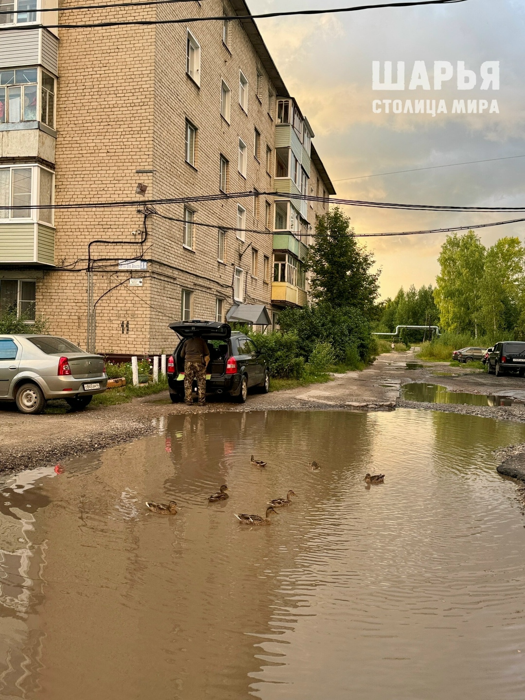 Утки подобрали себе элитное жилье под Костромой