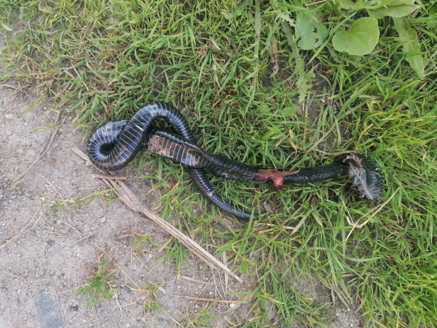 Скользкая незнакомка ввела костромичей в панику