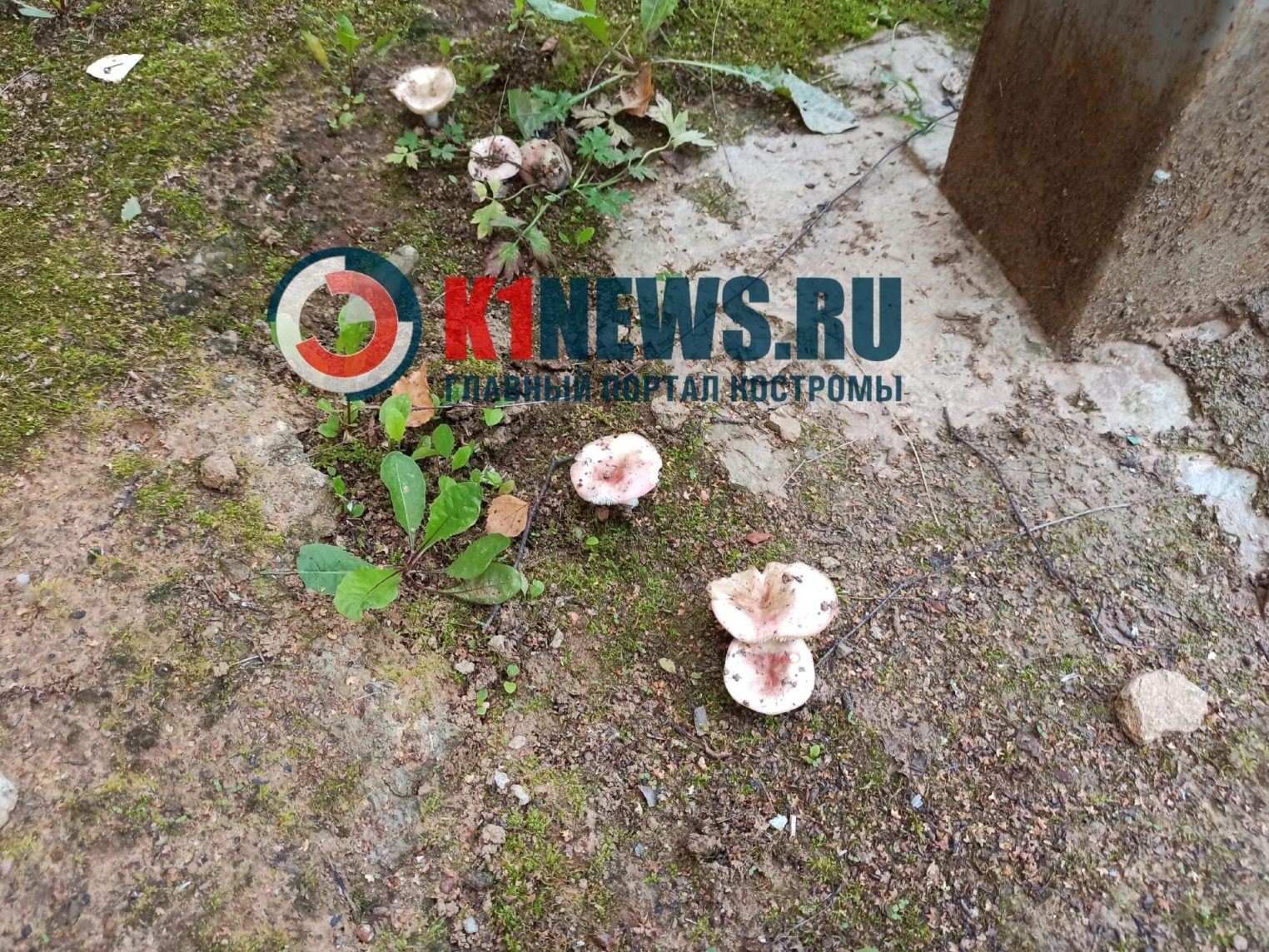 Моховики и сыроежки выросли в костромском детском саду