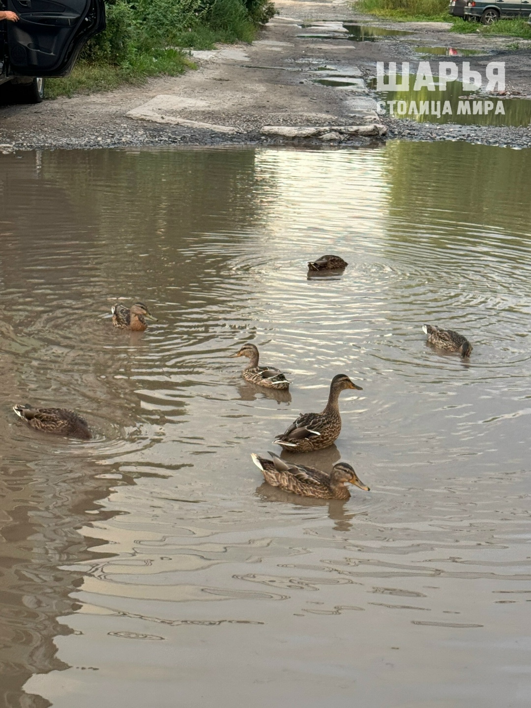 Утки подобрали себе элитное жилье под Костромой