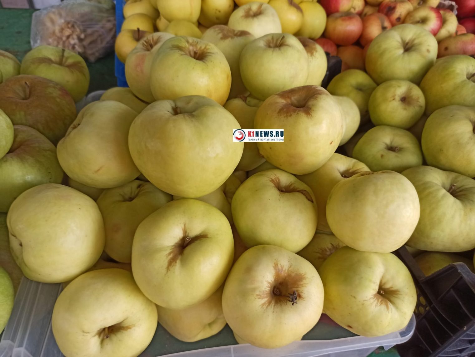 Райские плоды искушают костромичей неприличной ценой