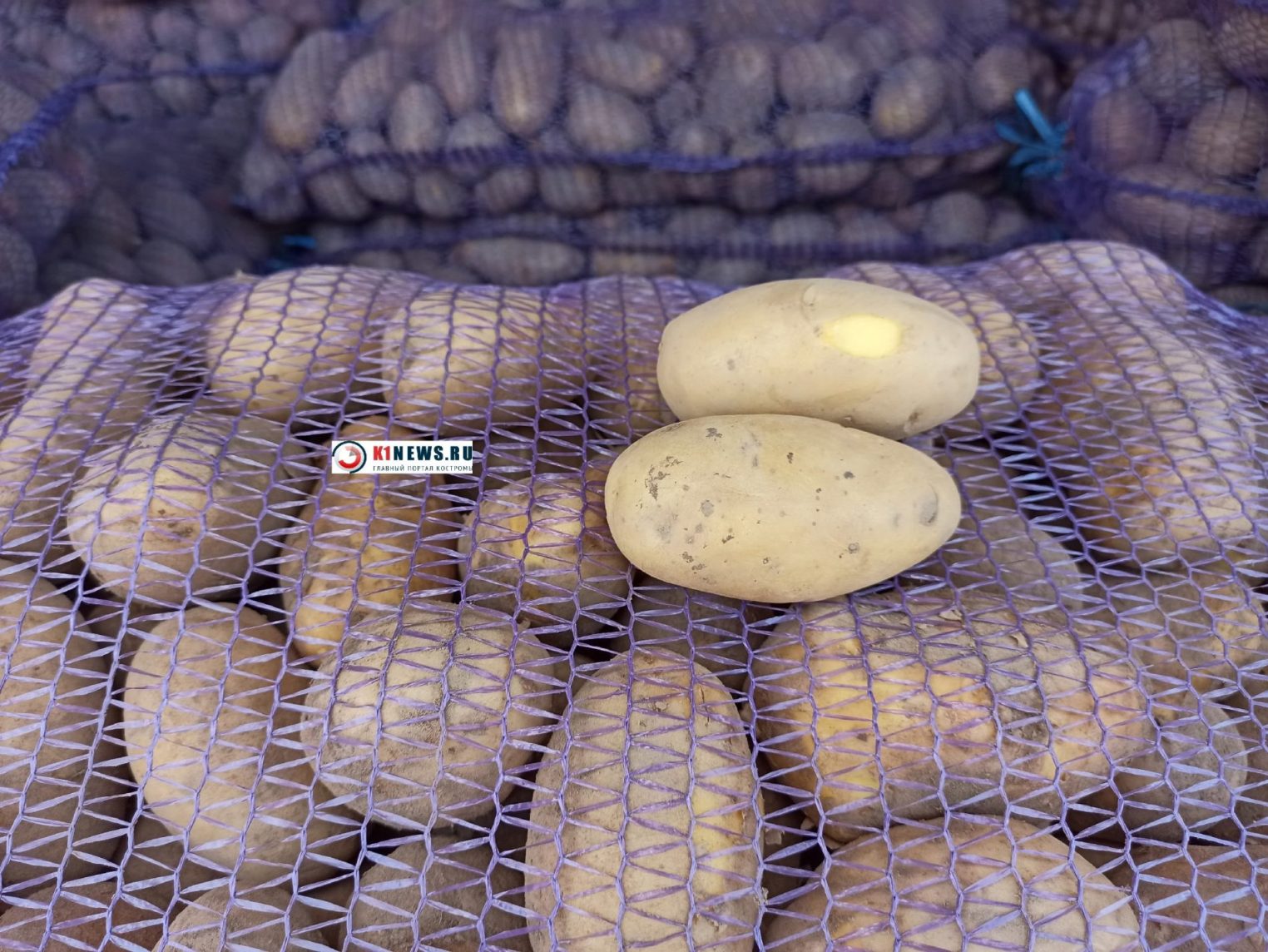 Сколько стоит картошка на сезонных ярмарках в Костроме