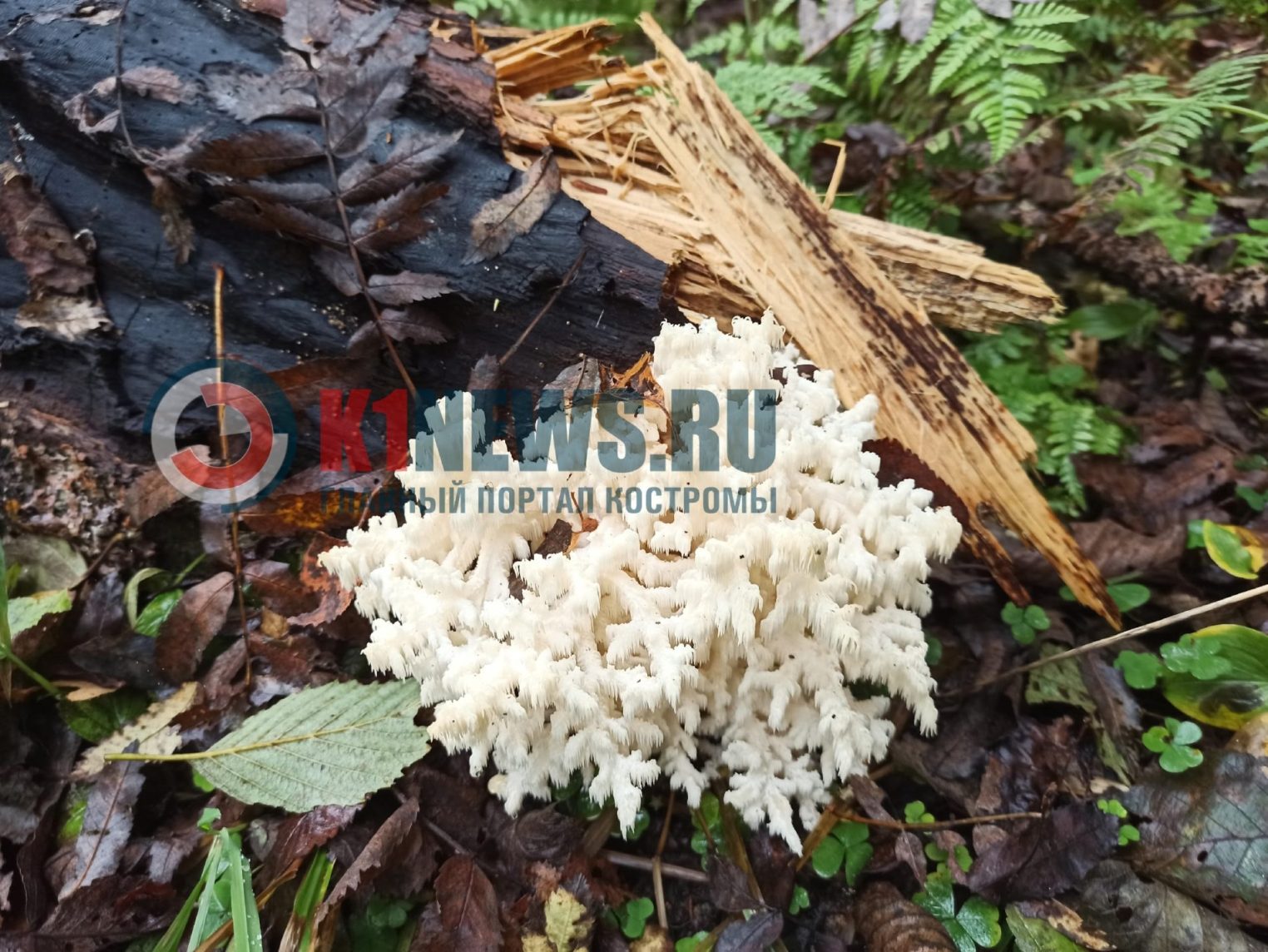 Уникальные коралловые грибы нашли под Костромой