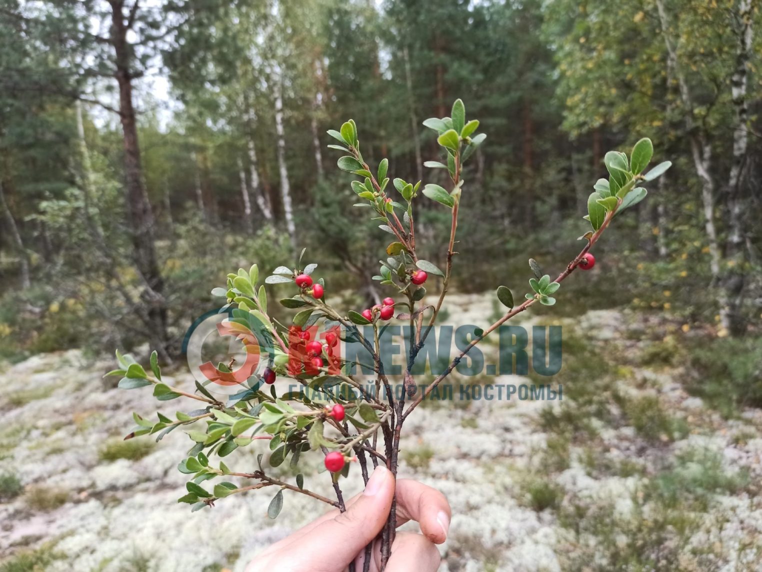 Некислый сезон: приценились к бруснике и клюкве в Костроме
