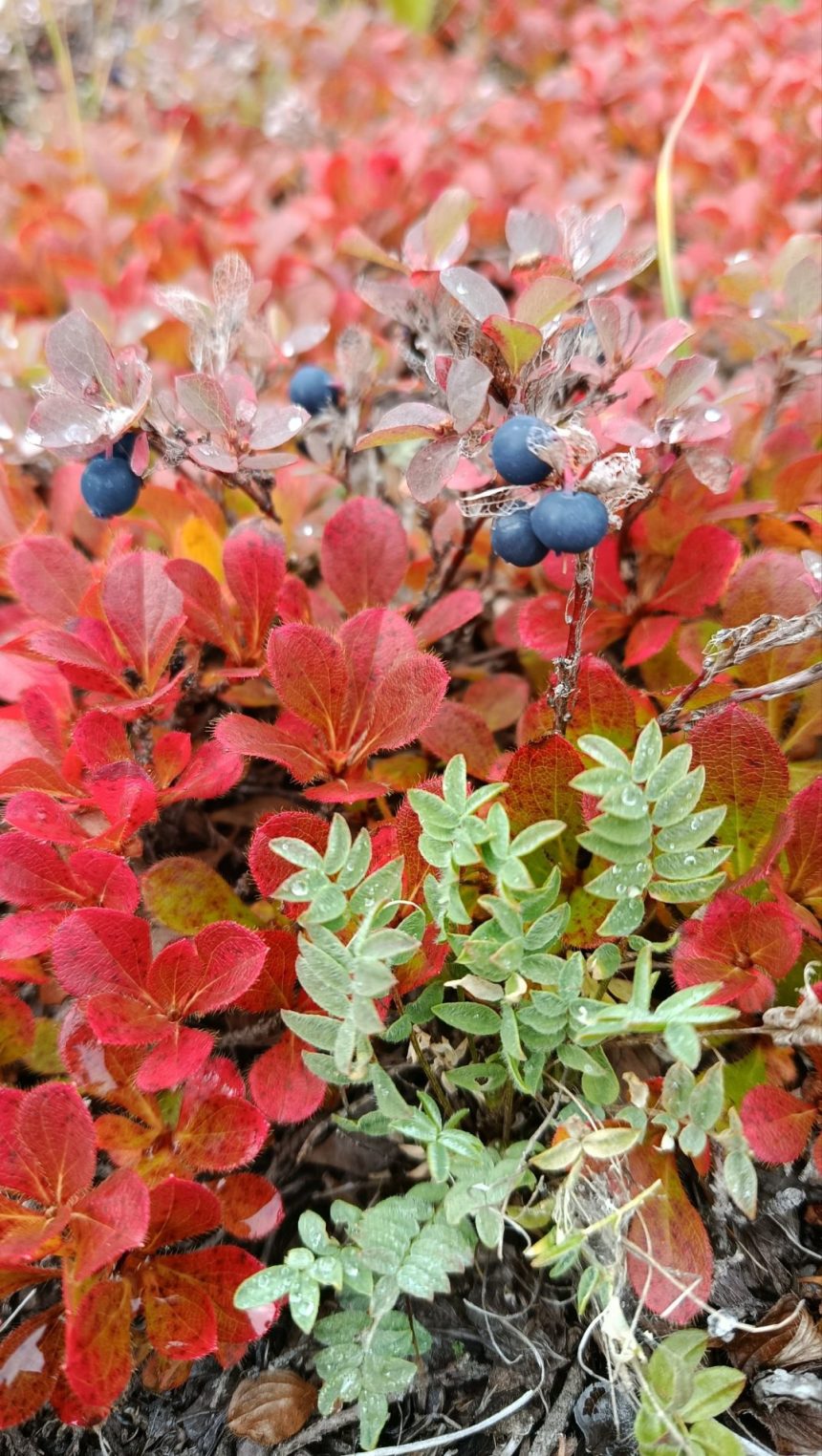 День рождения на краю России: костромичка съездила на Камчатку