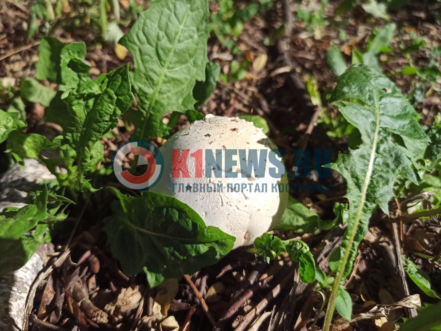 У высотки в спальном районе Костромы выросли шампиньоны