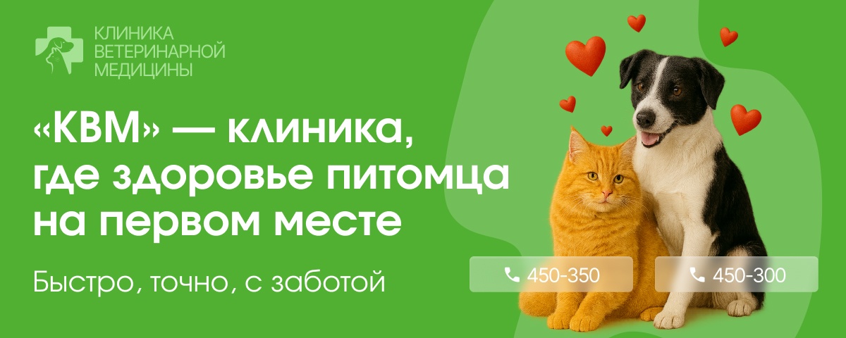 В Костроме спасатели вытащили из колодца собаку
