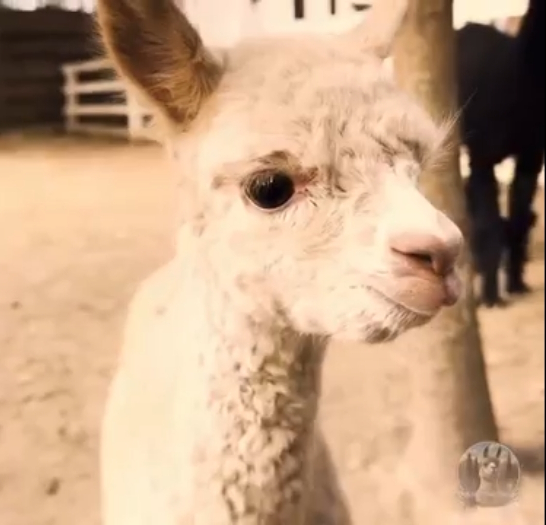 В семьей альпак под Костромой появился пушистый младенец