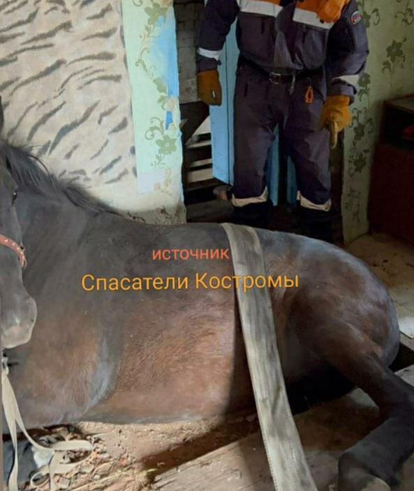 Спасатели вытащили из ямы испуганную лошадь под Костромой