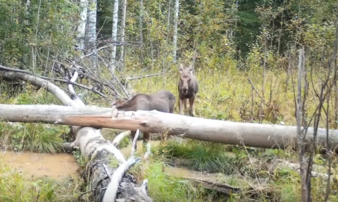 Медведь и лоси устроили вечеринку в костромском заповеднике