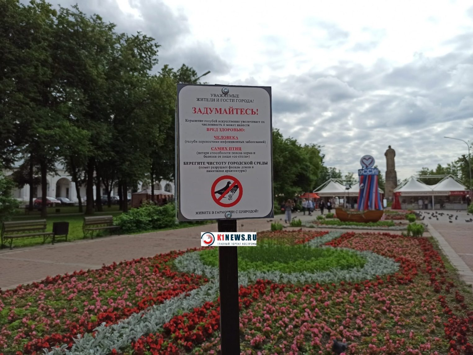 Костромичам больше нельзя кормить голубей