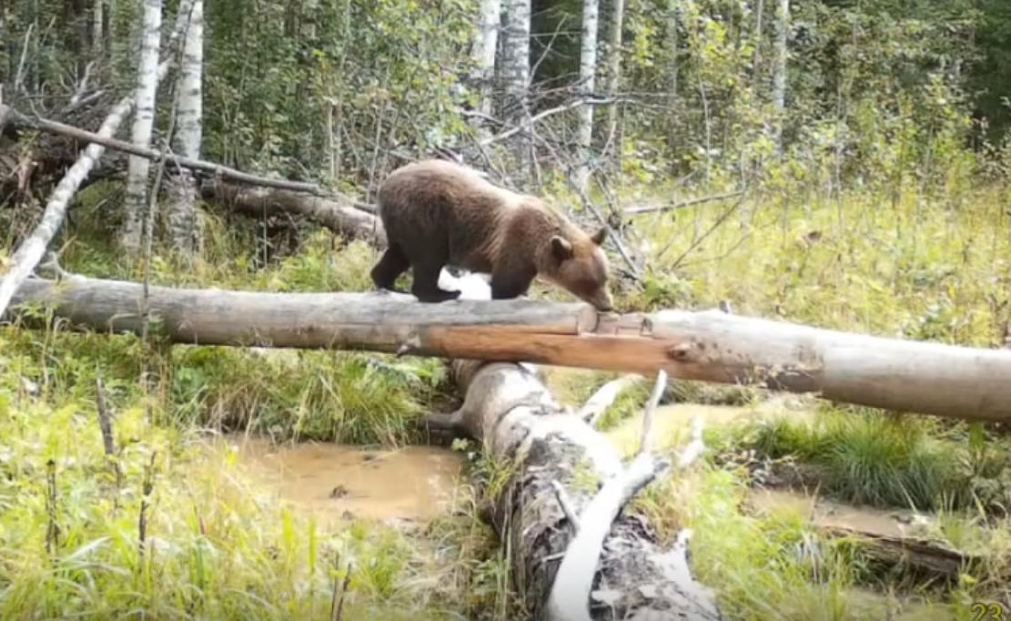 Медведь и лоси устроили вечеринку в костромском заповеднике