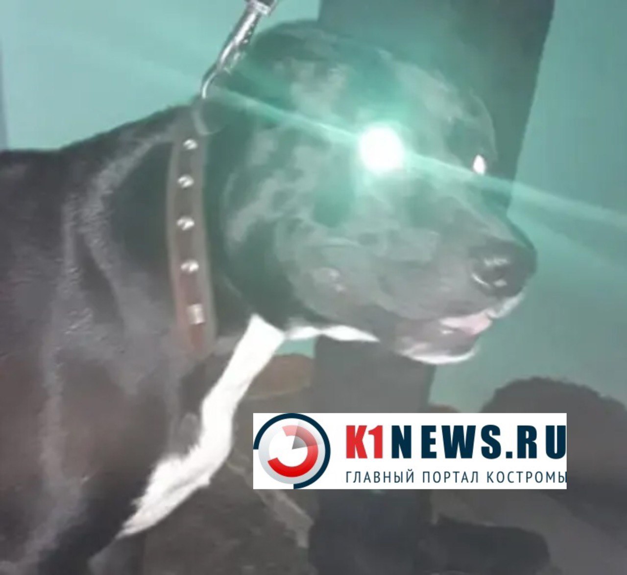 Агрессивный пес сильно покусал 11-летнюю девочку под Костромой