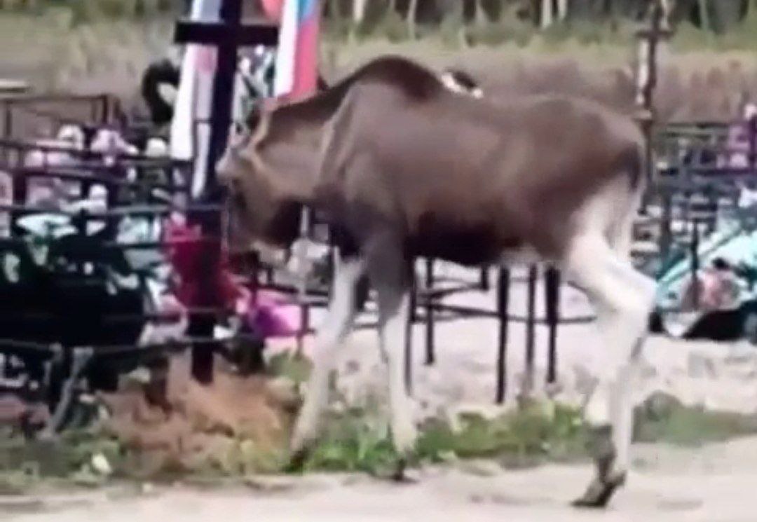 Владыка леса прогуливался на погосте в костромском райцентре