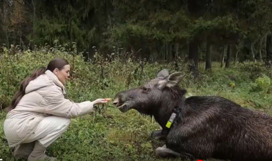 Костромской лось взасос поцеловал телеведущую канала "Россия-1"